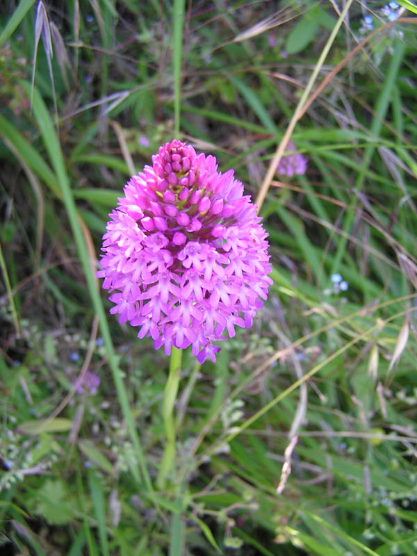 Anacamptis pyramidalis